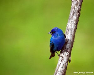 Indigo Bunting (photo credit: http://bit.ly/AgzuBy )