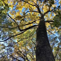 Looking up at the backlit canopy of one of Stadium Woods' ancient trees. Photo by Rebekah Paulson